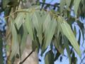 flooded gum ، Scrub Gum